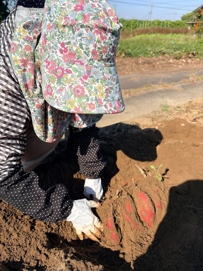 ◇芋掘りに行ってきました◇